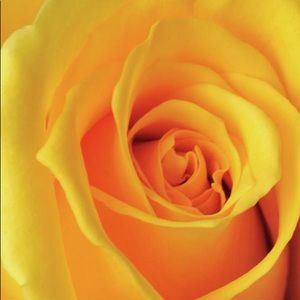 Meet your Posher, Shanelle